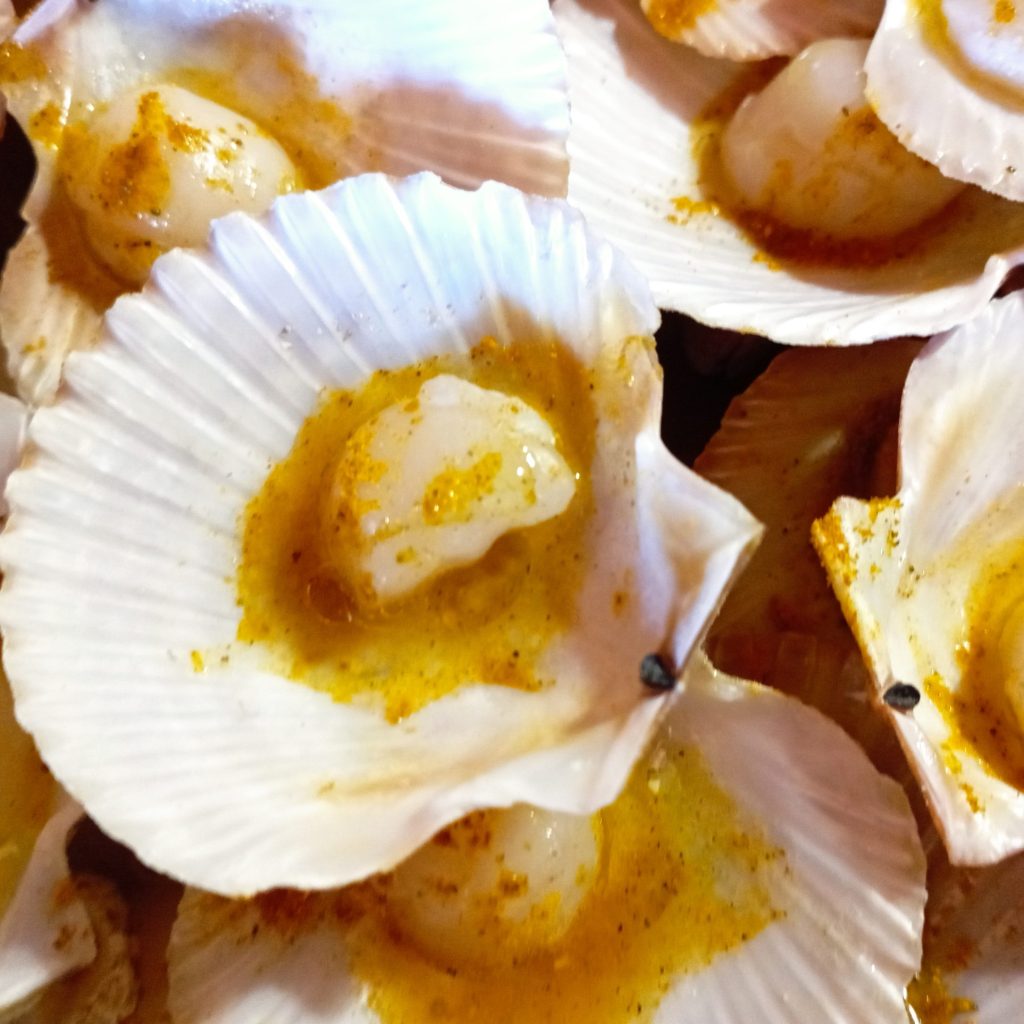 coquillages